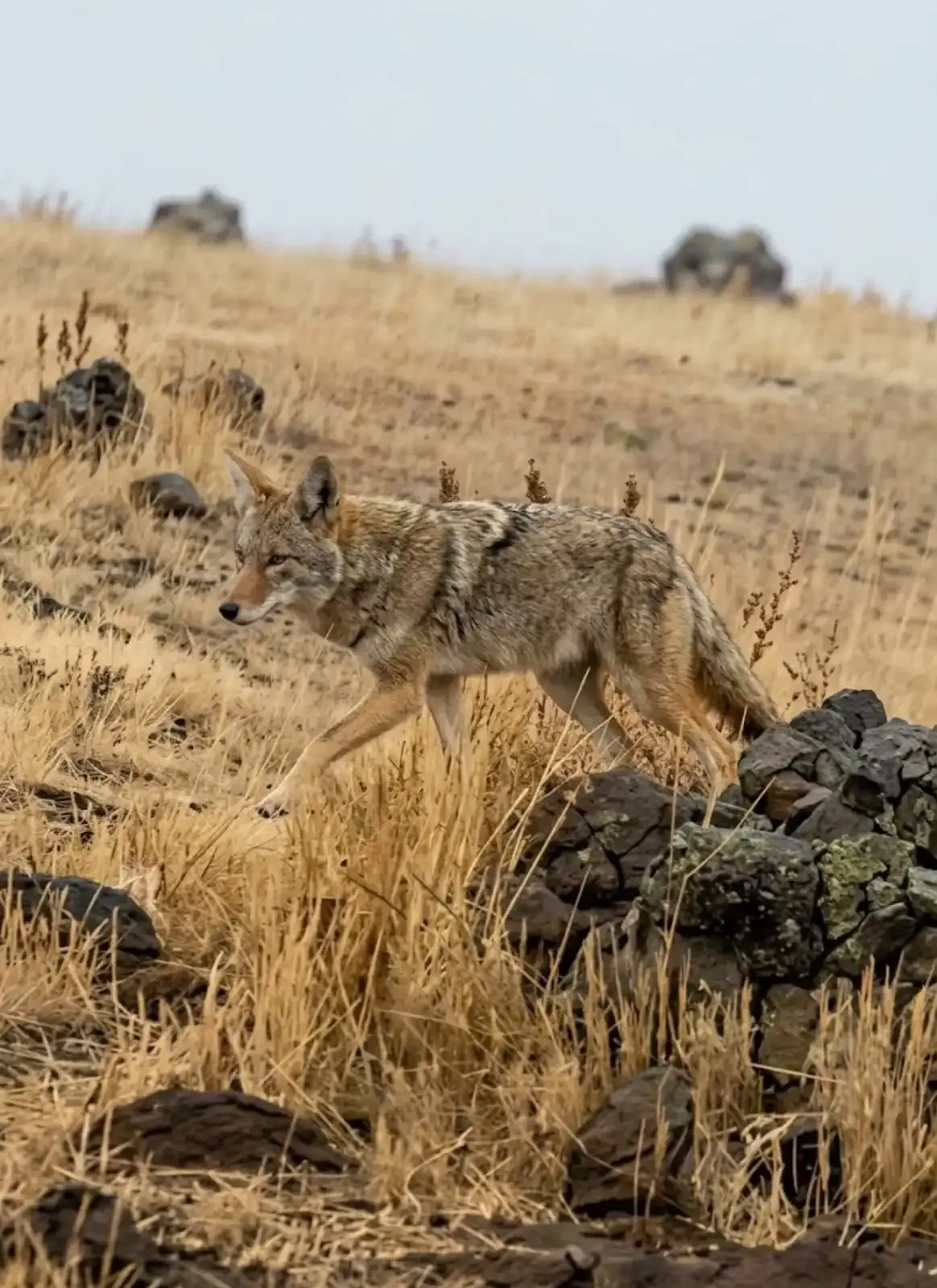 Sarıkamış’ta GES Sahasının sürpriz denetçisi: Kurt