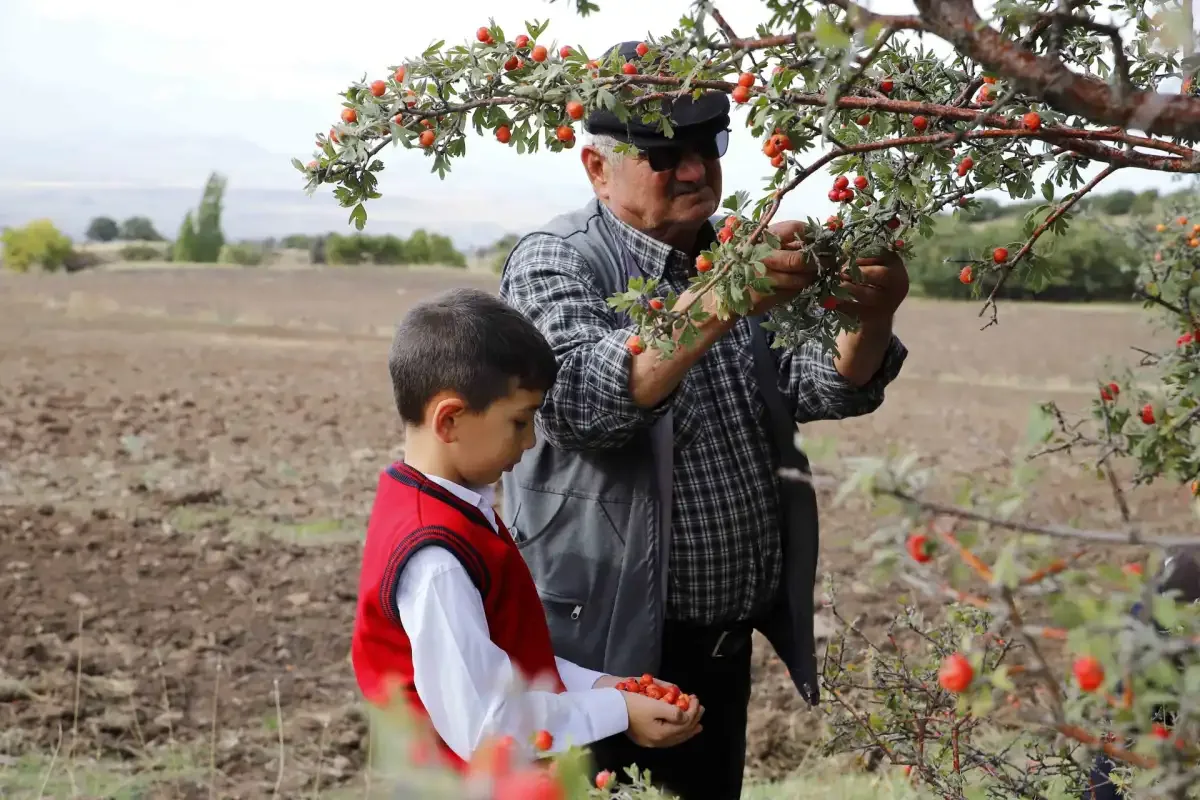 70 Yaşındaki Dede, 7 Yaşındaki Torunuyla Alıç Topluyor
