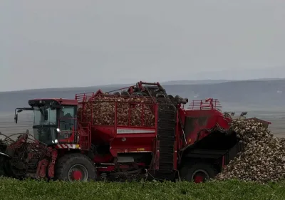 Kars Akyaka'da çiftçiler şeker pancarı başladı